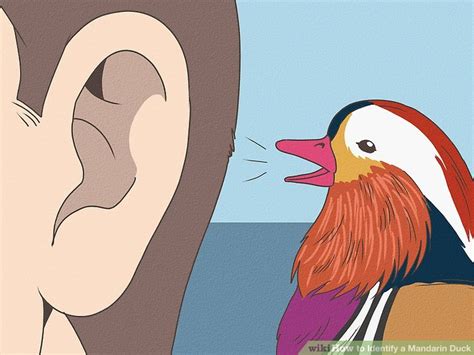 How to Identify a Mandarin Duck: 10 Steps (with Pictures)