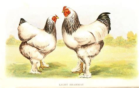 KURY VI - RASY KUR reprint XIX w. ryciny | Animals, Animal printables ...