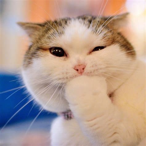 cats pictures cute  adorable exploration cats