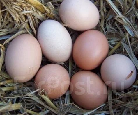 Домашнее куриное яйцо (яйца), в наличии. Цена: 150₽ в Артеме