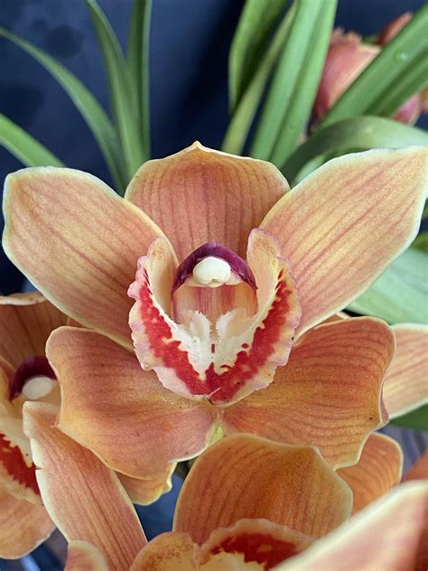 Unlock The Secret: The Orchid Bloom's Hidden Power! Image 16