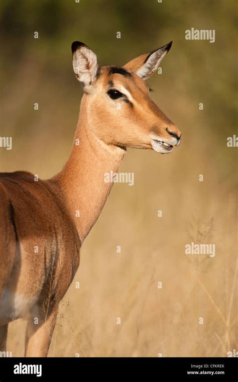 Impala (Aepyceros melampus Stock Photo - Alamy