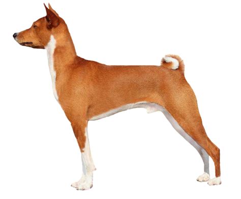basenji grooming