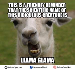 Llama Memes