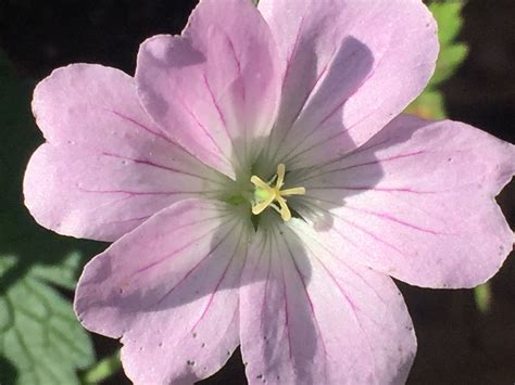Geranium DREAMLAND (Bremdream) (PBR) - Cranesbill variety – Moore and ...