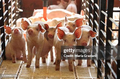 Piglets High-Res Stock Photo - Getty Images