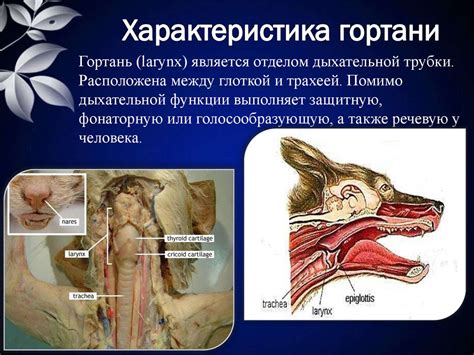 Гортань. Характеристика гортани - презентация онлайн