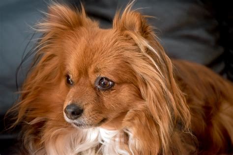 Chihuahua Pomeranian Mix Full Grown