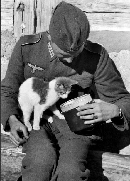 Nazis con gatos - ForoCoches