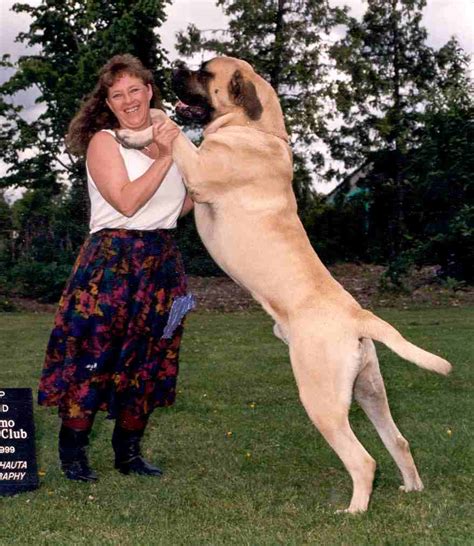 Mastiff | GreatDogSite