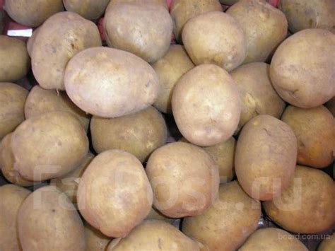 Продам домашний картофель, в наличии. Цена: 25₽ в Уссурийске