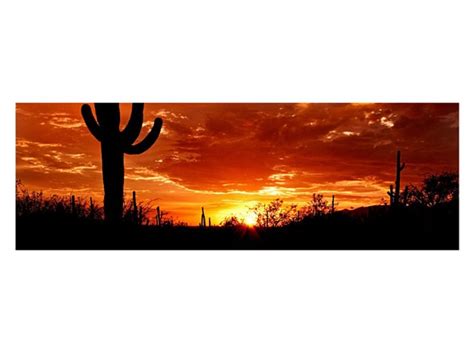 Saguaro National Park Sunset