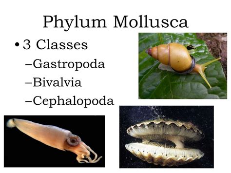 PPT - Phylum Mollusca PowerPoint Presentation, free download - ID:3290366
