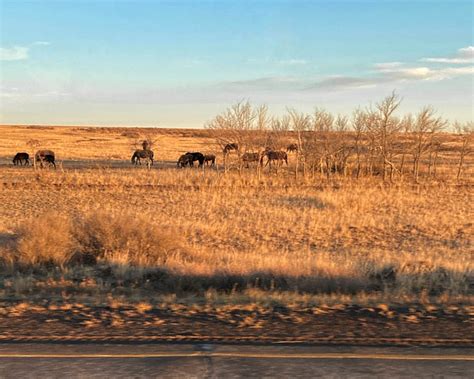 Kazakhstan Steppe Astana - Free photo on Pixabay - Pixabay
