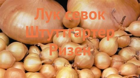 Лук овощной Штуттгартер Ризен 🌿 обзор: как сажать, лук-севок и чеснок ...