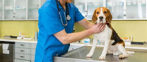 veterinary practice  hampshire emergency vet surgery riverside vets