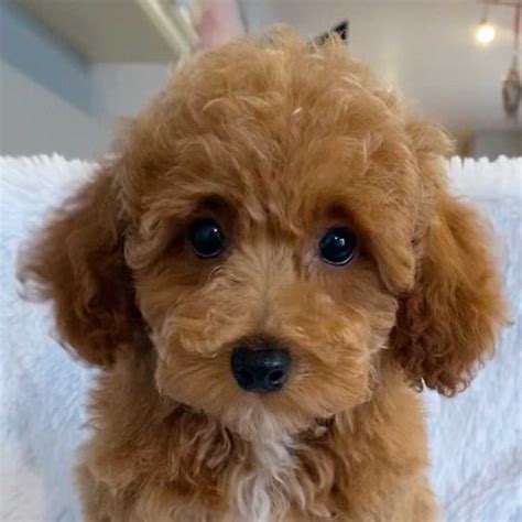 Teacup Poodle Puppy for Sale - Heavenly Puppies