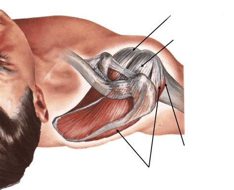 Rotator cuff muscles Diagram | Quizlet