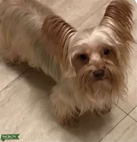 Blonde Yorkie Stud - Stud Dog in Midwest, United States | Breed Your Dog