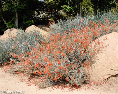 California fuchsia - Waterwise Garden Planner