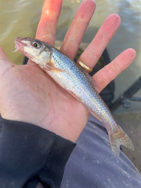 Is My Goliath Gudgeon A Record? – Jon Arthur