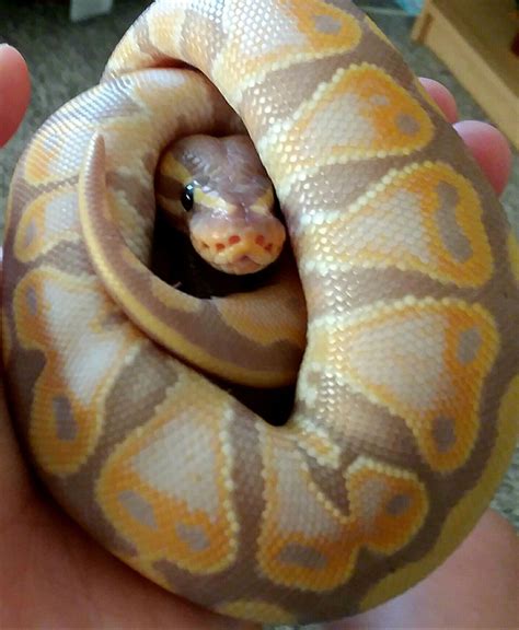 cotton balls  snakes  darcy trugernanner blog