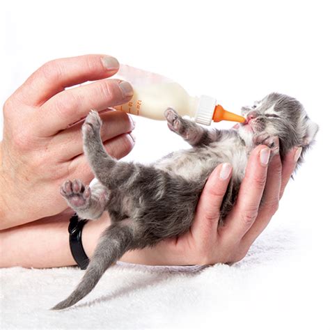 Беафар Молочная смесь для новорожденных котят (Beaphar Lactol Kitty ...