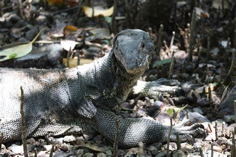 Thicc+Asian+Women Photos, Download The BEST Free Thicc+Asian+Women