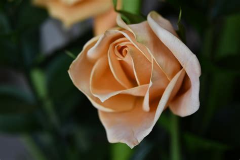 Apricot Rose Photos, Download The BEST Free Apricot Rose Stock Photos