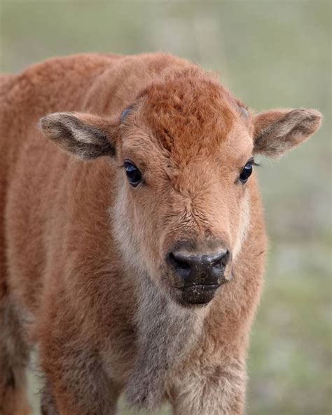 Yellowstone National Park Puts Down Baby Bison After Visitor Touches It