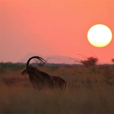 Sable Antelope - Facts, Diet, Habitat & Pictures on Animalia.bio