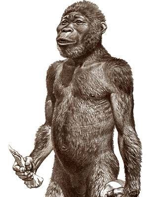 Australopithecus africanus - by Jay H. Matternes | Hominid species ...