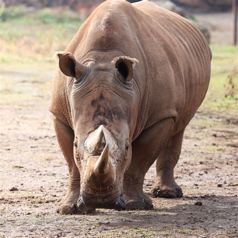 The staff explain the grassmere zoo hours schedule logic 5
