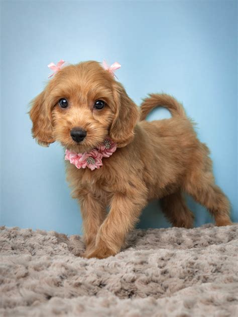 Puppies - Silver Nickel Puppies
