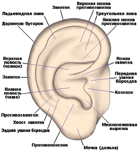 Наружное ухо: строение и функции