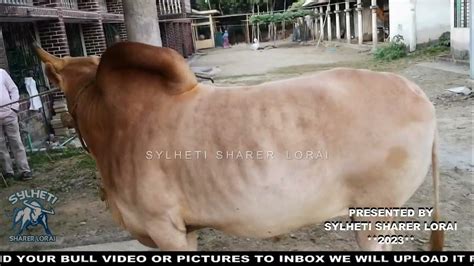 Sylheti Fighter bull | Shunali Bagorkola Dokkin Shurma 2023 - YouTube
