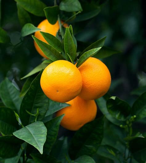 citrus tree maturity   age  citrus trees produce fruit