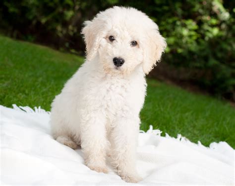 White Miniature Labradoodle