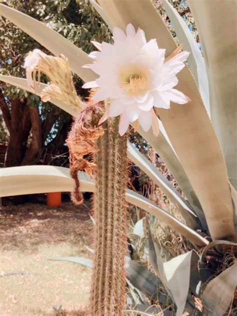 Pineapple Sugar Aesthetics on Tumblr