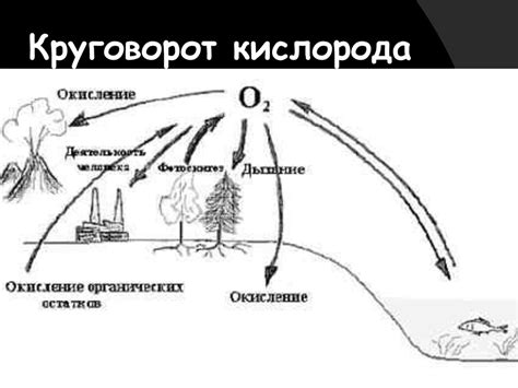 Биосфера, ее структура и функции - презентация онлайн