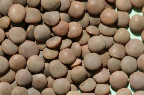 Katalog plodin | Seznam plodin