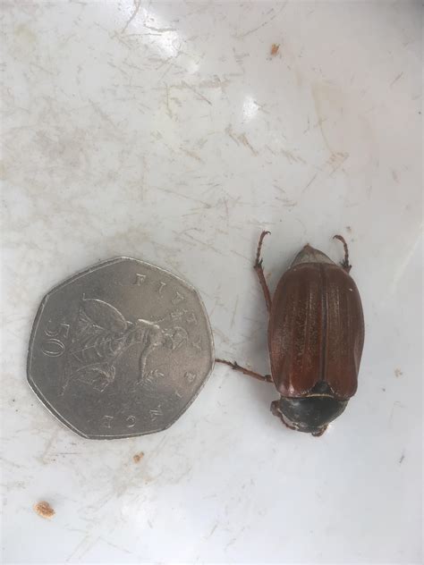 What is this insect in my sink today? Location - Norfolk UK : r/Entomology
