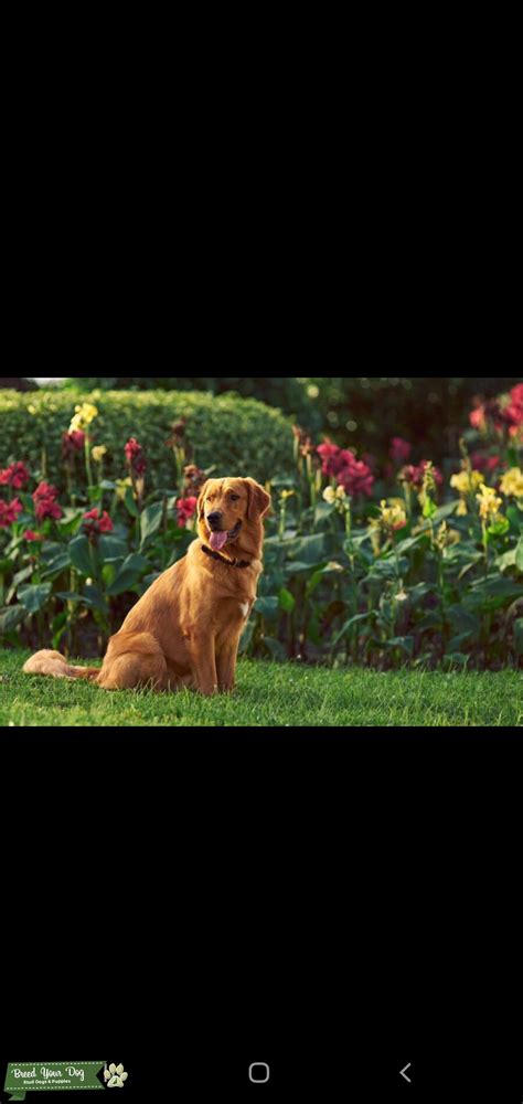 field line golden retriever 3