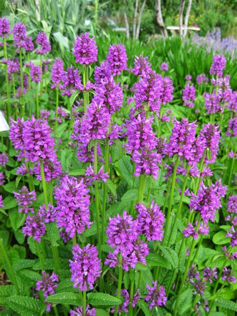 Wood Betony (Stachys officinalis) - Rotary Botanical Gardens