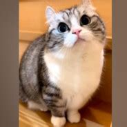 Steam Community :: МАКТРАХЕР