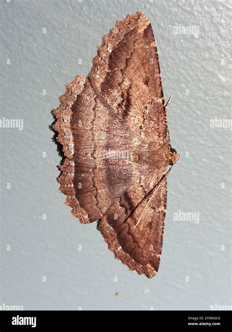 Brown evening moth (Gellonia dejectaria) Insecta Stock Photo - Alamy