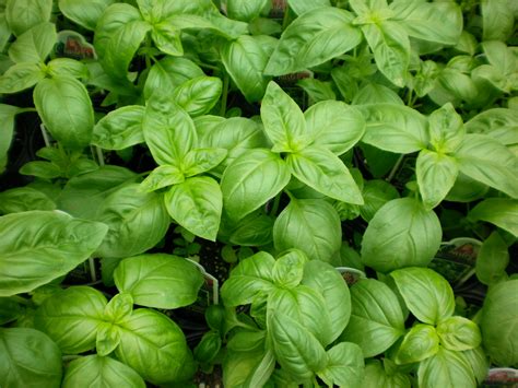difference between bay leaves and basil leaves 6