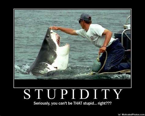 stupid quotes quotesgram