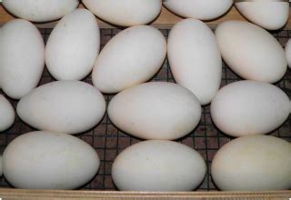 Породы гусей на продажу - Раевский Инкубатор