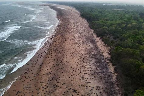 olive ridley turtle nesting odisha  pictures   lakh olive